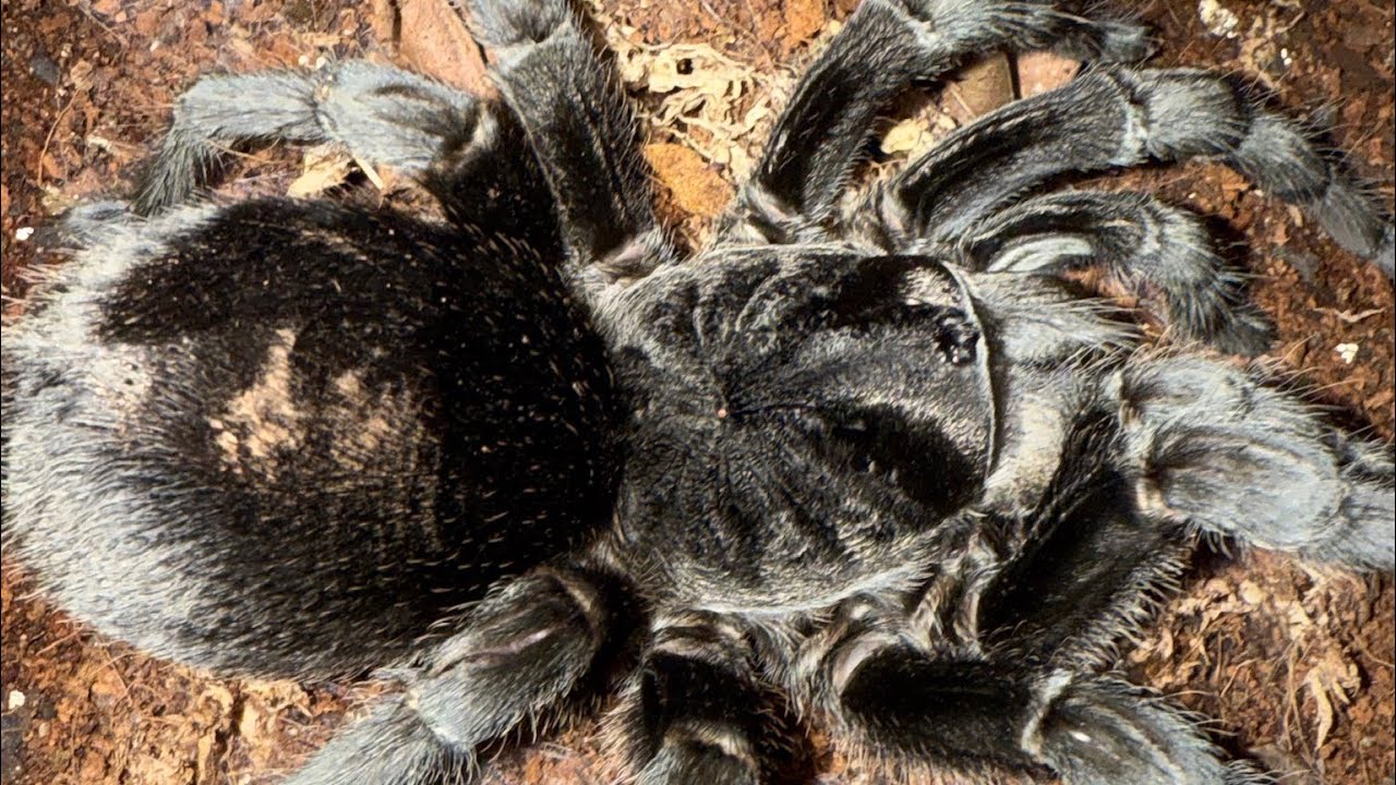 I just got the best black tarantula one can find!! 