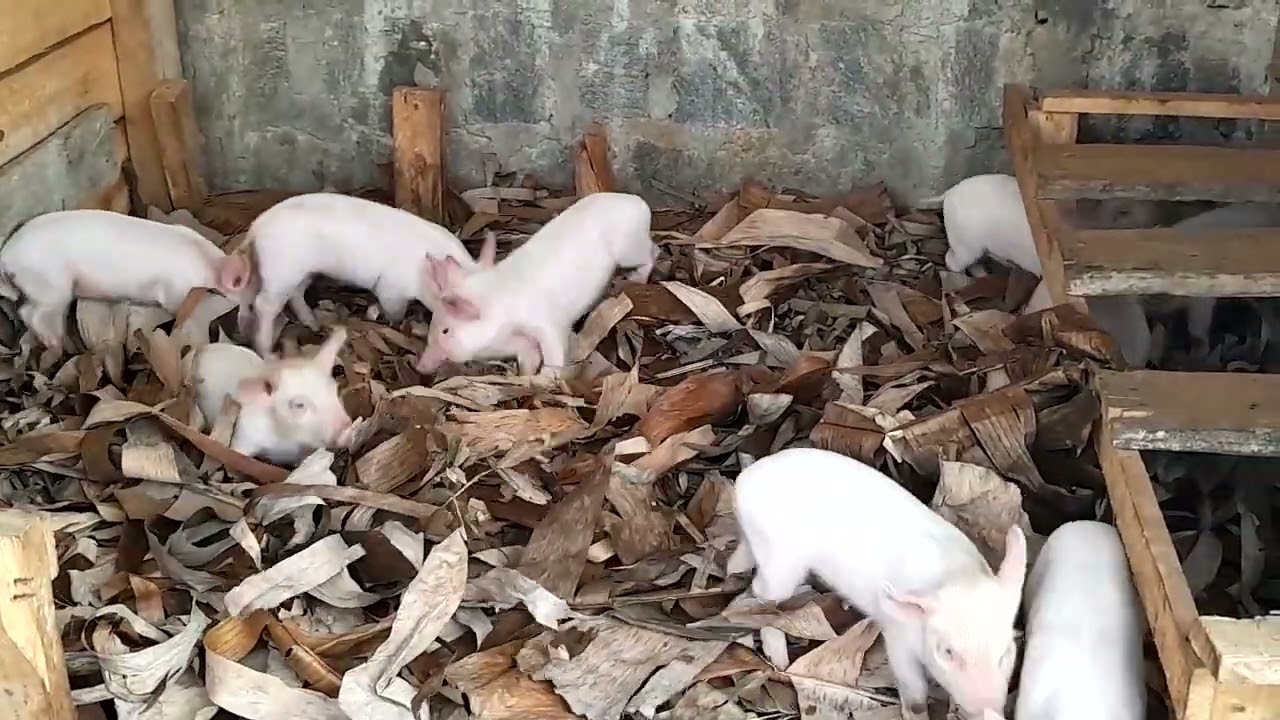 PigFarming