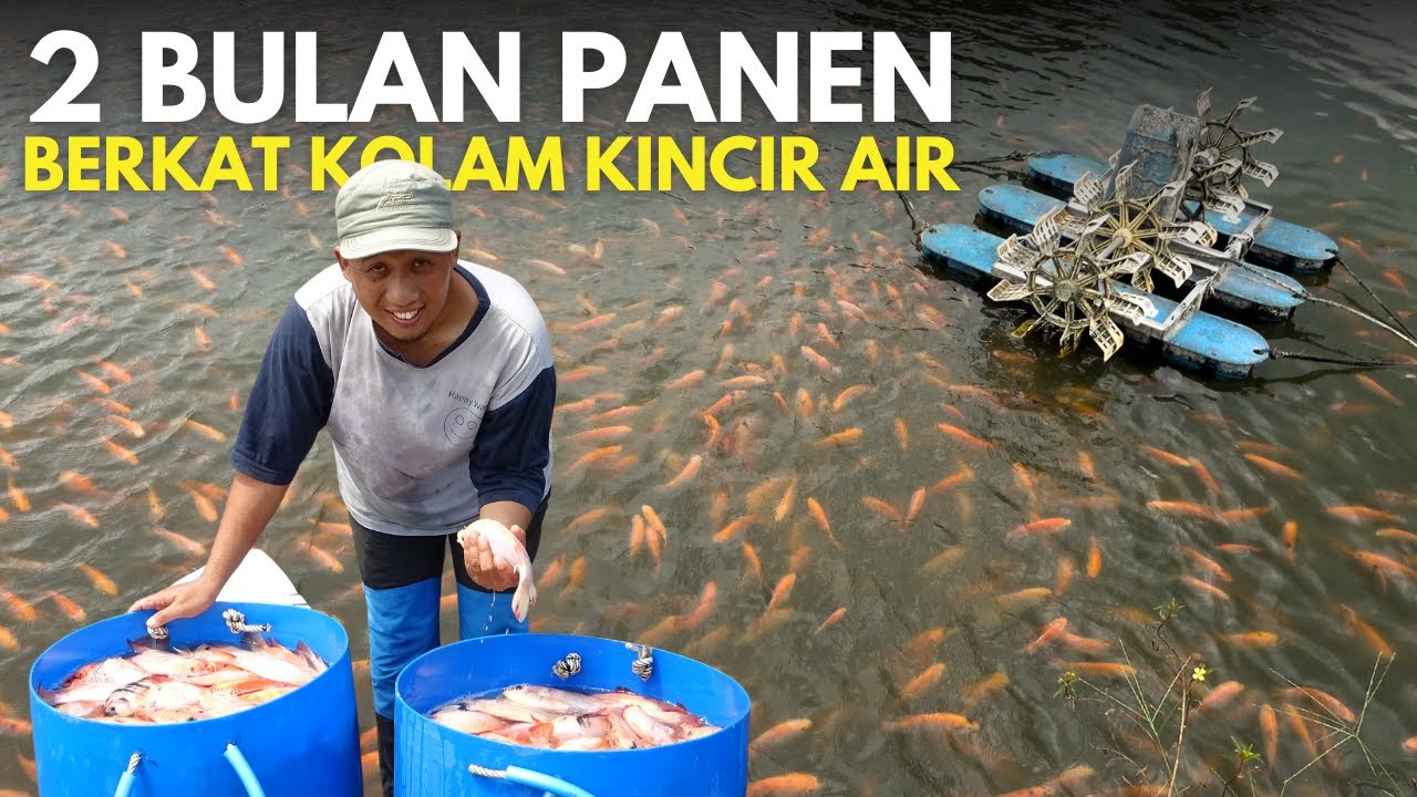 Budidaya Ikan Nila Kolam Tanah 2 Bulan Panen. Cara Hitung Modal & Keuntungan.