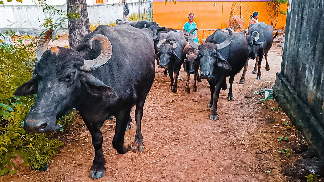 Buffalo Video day-42 evening iam Locked My Home All Buffalos||Shobhamma||