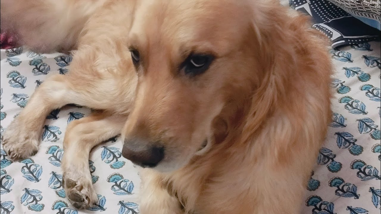 Golden retriever dog max