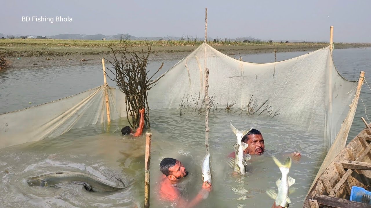 নদীতে জঙ্গল দিয়ে ফাদ তৈরি করে বড় বড় বোয়াল আইর মাছ ধর || Unbelievable River Big Monster..
