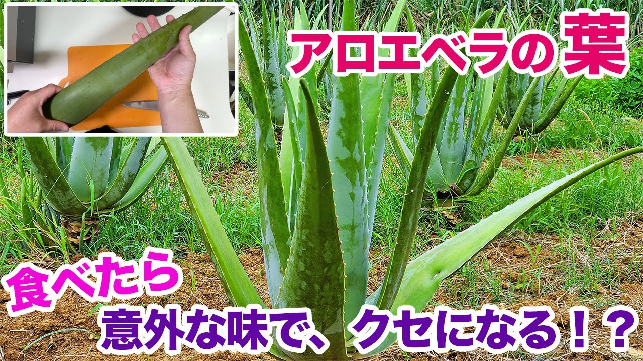 アロエベラの葉！食べたら意外な味でクセになる！？
