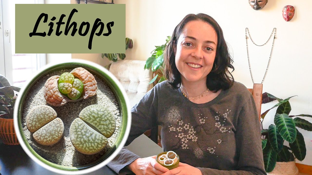 Lithops : des plantes très originales