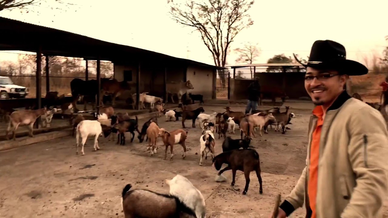 Our farm in the Congo (Africa) everything is organic.
