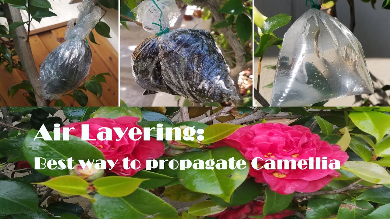 Air layering Camellia: the best propagation method with 3 techniques comparison (茶花空中压条繁殖方法大比武)