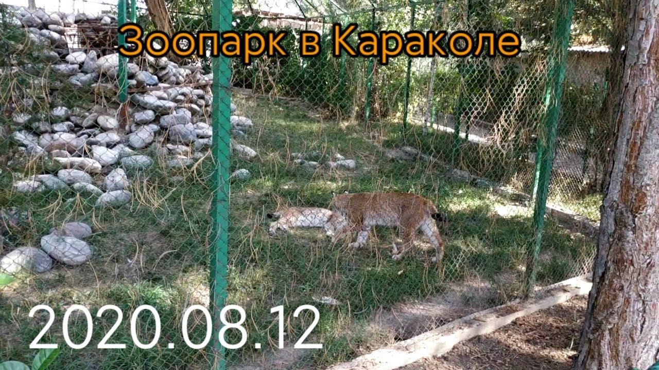 2020 08 12 Зоопарк в Караколе ( Пржевальск). Кыргызстан, Киргизия
