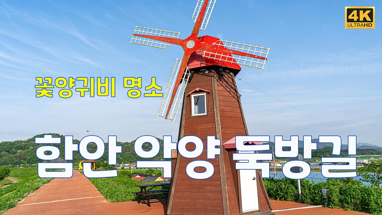 꽃양귀비 명소 함안 악양둑방길 (2024.5.1 현황)