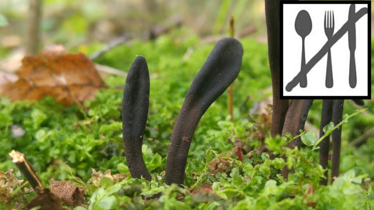 Łęgot (Geoglossum sp) 07.10.2018 Jaworzno