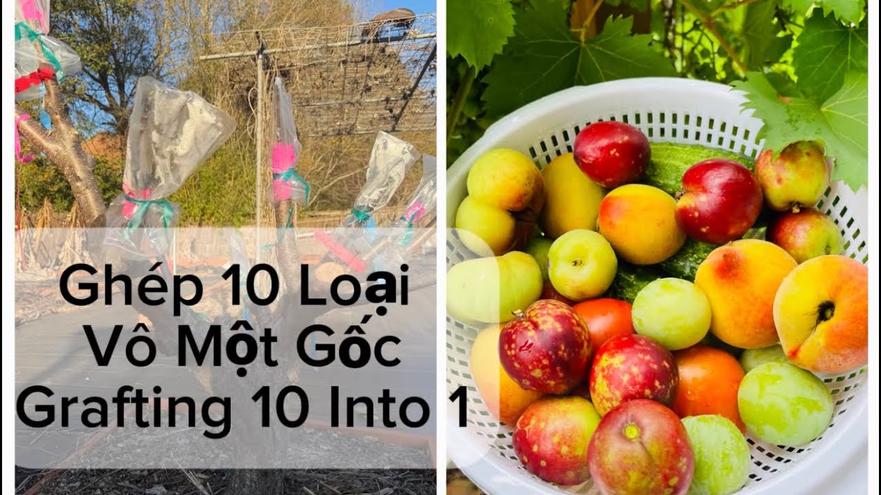 Ghép 10 loại đào và mận Mỹ vô 1 gốc.  Grafting 10 variety of peaches and plums into one tree.