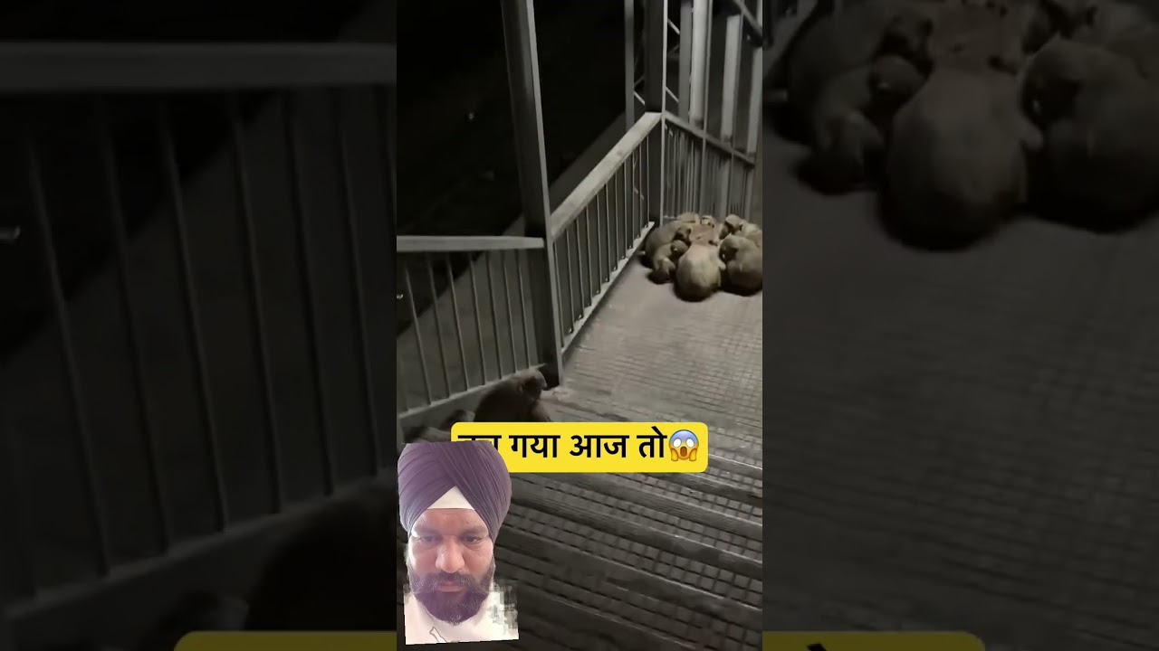 Duniya Ki Sab Se Pyari Awaaz 🥰😍😂 #peoplevlog #duet #vlog #shortvideo #viralvideo #shorts #trending