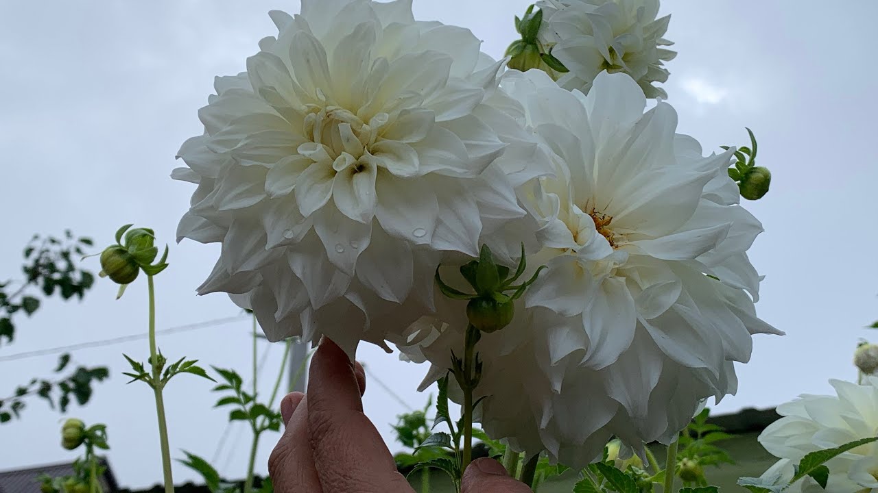 ЕНИДАН УТИБ КЕТИБ БУЛМАЙДИ !!!…🌺🌿🪴😊