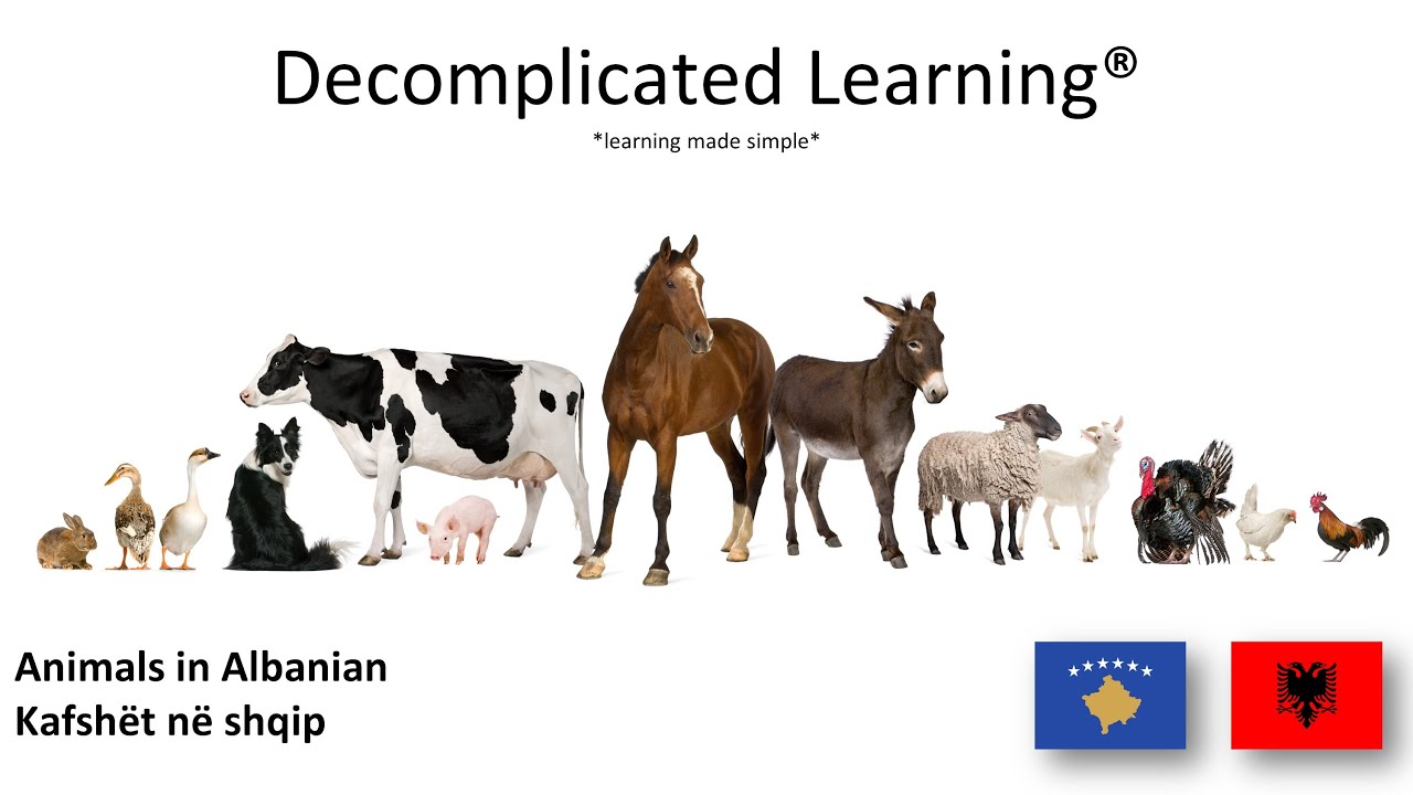 Learn Animals  in Albanian