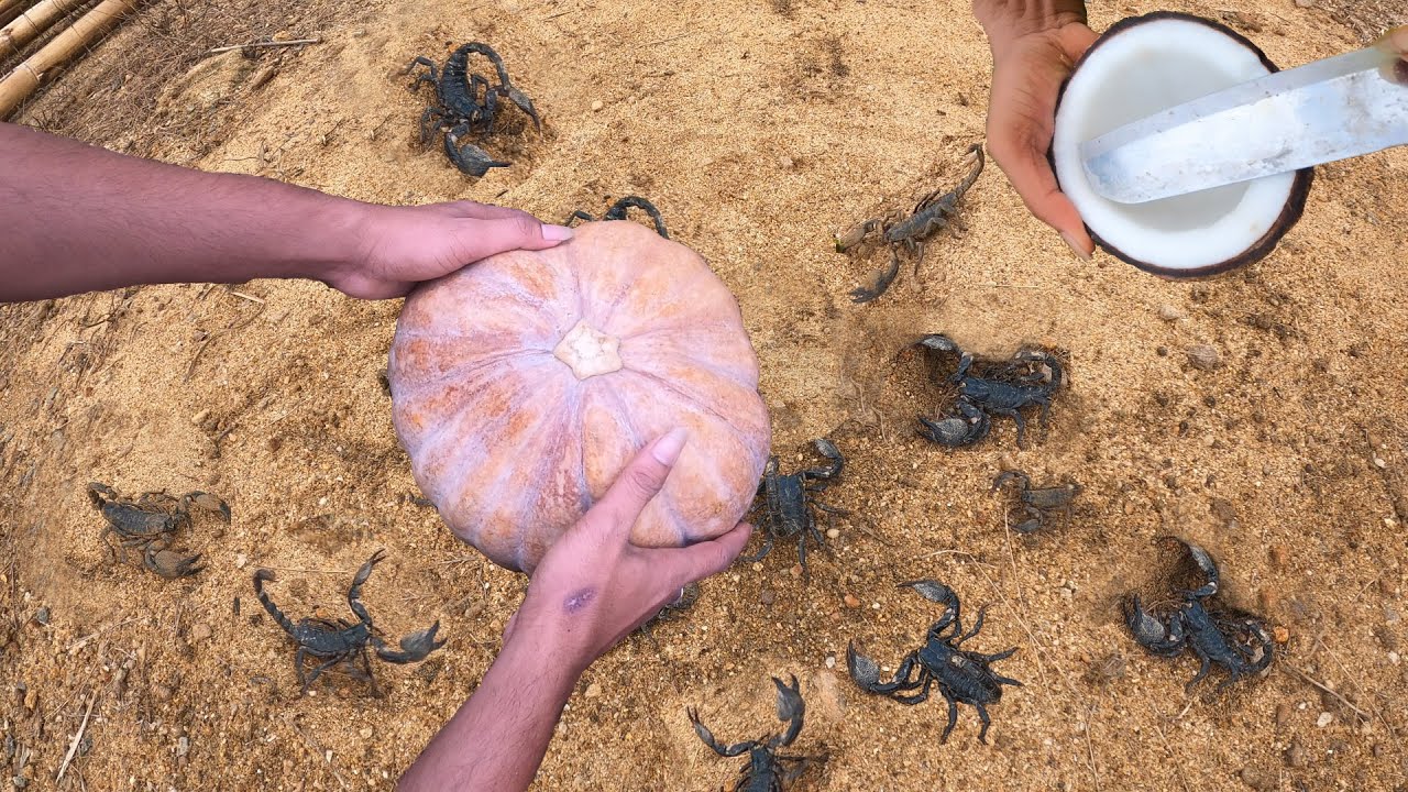 Unbelievable Experiment:Catch Scorpions From Underground Pumpkin Trap|Scorpion  Amazing Animals✅