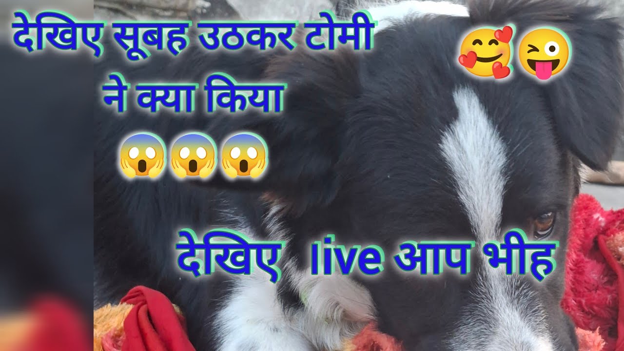 देखिए live सुब्ह उठकर टोमी ने क्या किया 🤣😂🥰#live #livestream #streetdog #youtubelive