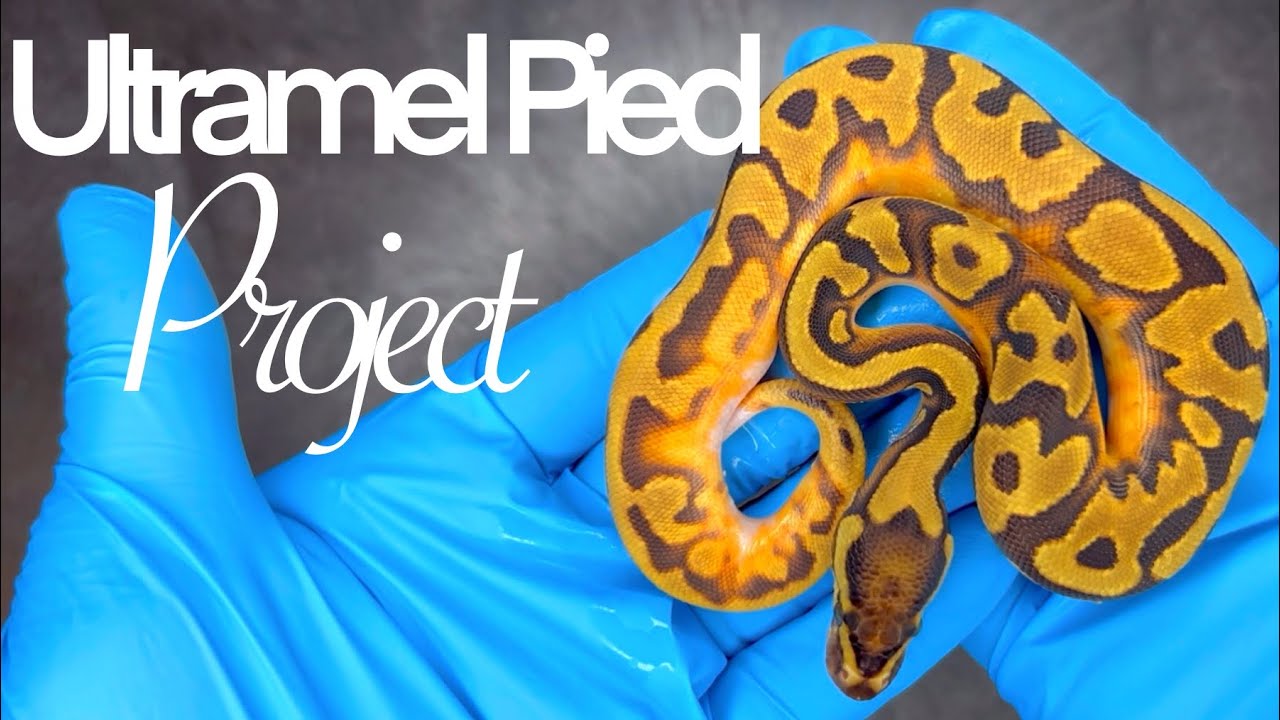 Did we produce a Super Enchi Ultramel Pied!?