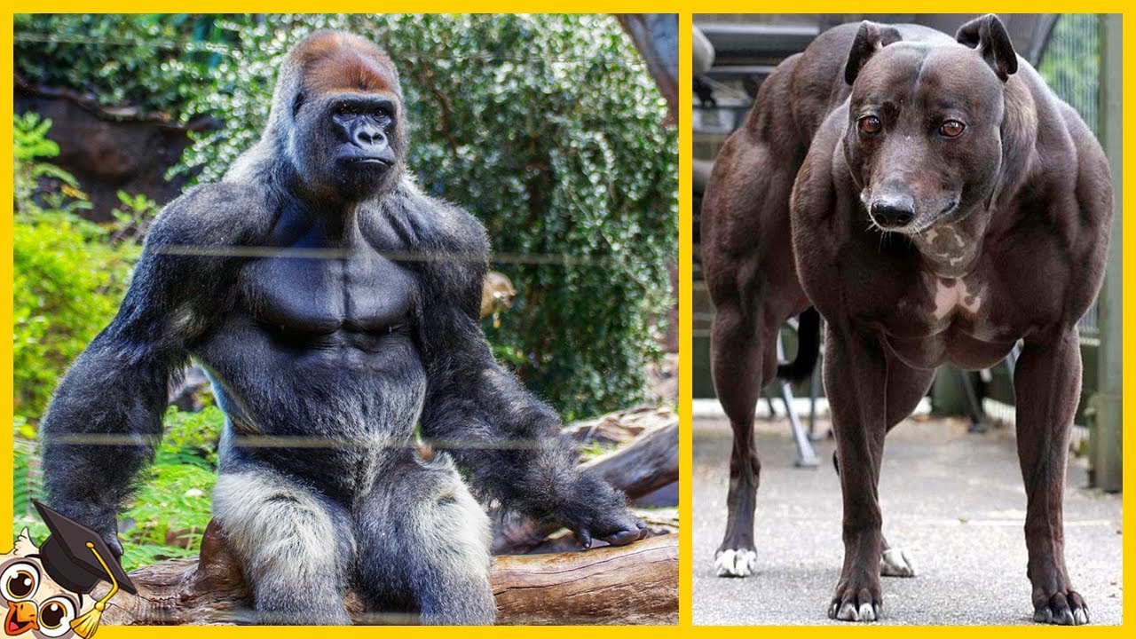 10 Stärksten Tiere Ihrer Art