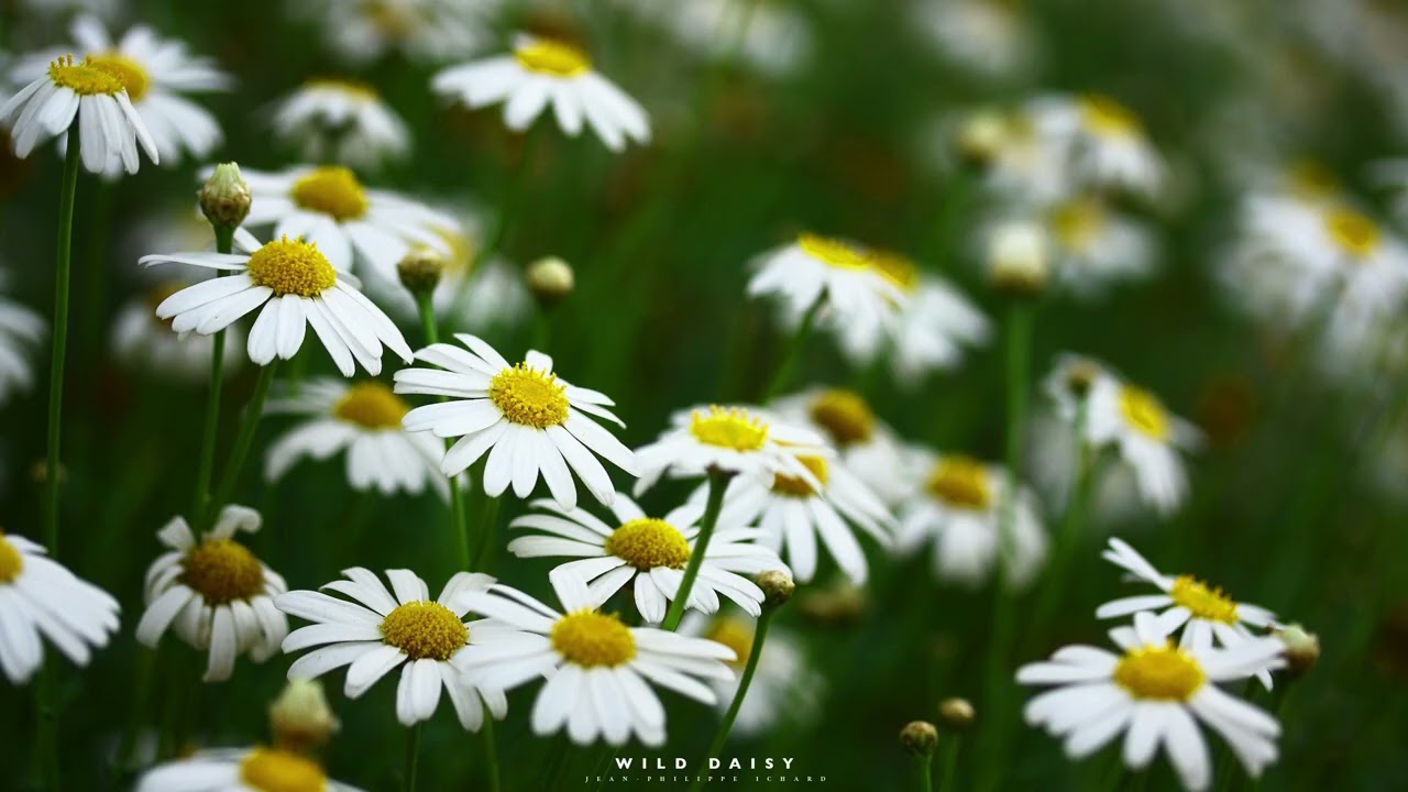 Wild Daisy - Jean-Philippe Ichard