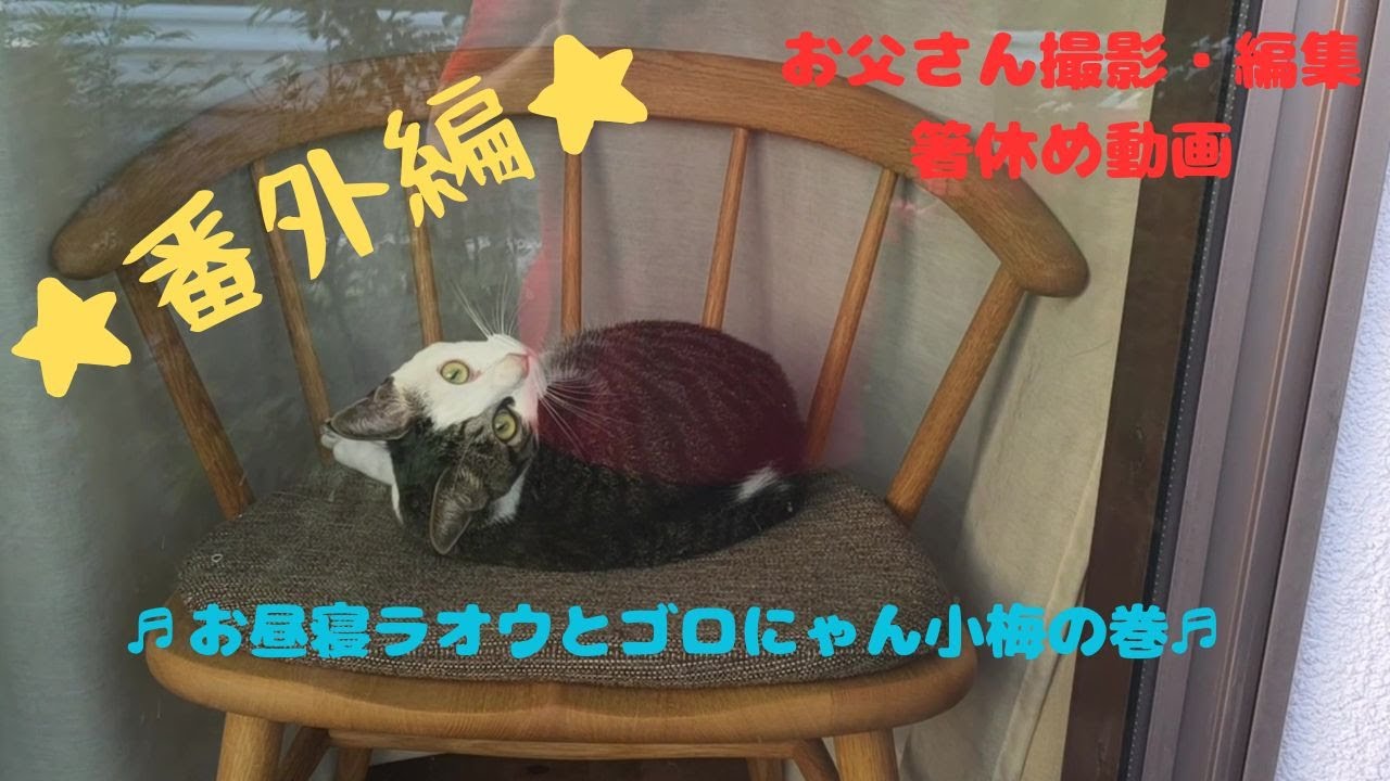 父動画1　お昼寝ラオウとゴロにゃん小梅の巻