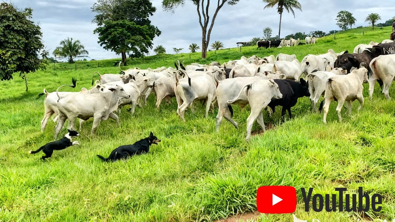 Border Collies Atravessando a Boiada no Rio e Fechando na Remanga! 😱🐂