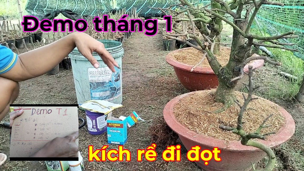 7/1al Đemo tháng 1, kích rể kích đọt,sau khi cắt đôn vô chậu.