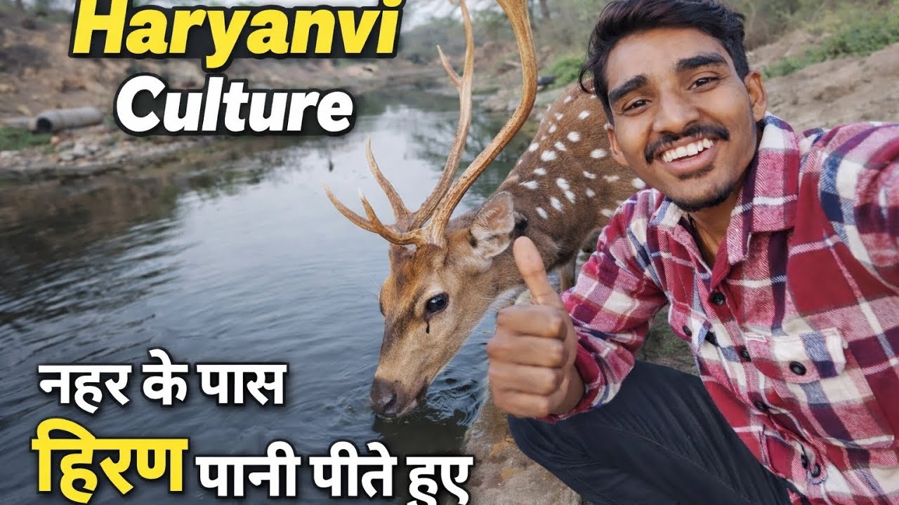 🌍Gao ki nahar ke  pass🫎 hiran pani pite hu 🦌 62 haryanvi vlogs haryanvi culture 👍