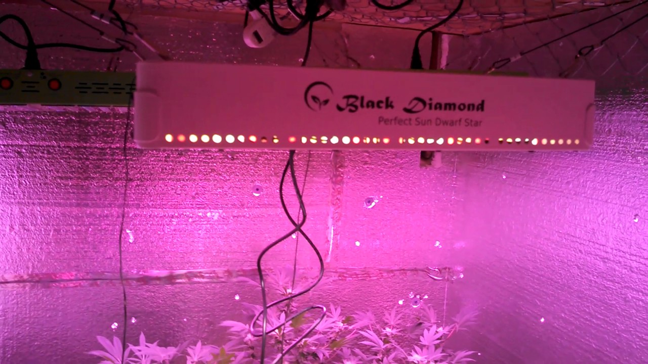 Perfect Sun Dwarf Star Led vs. Mars Hydro 96x5 watt