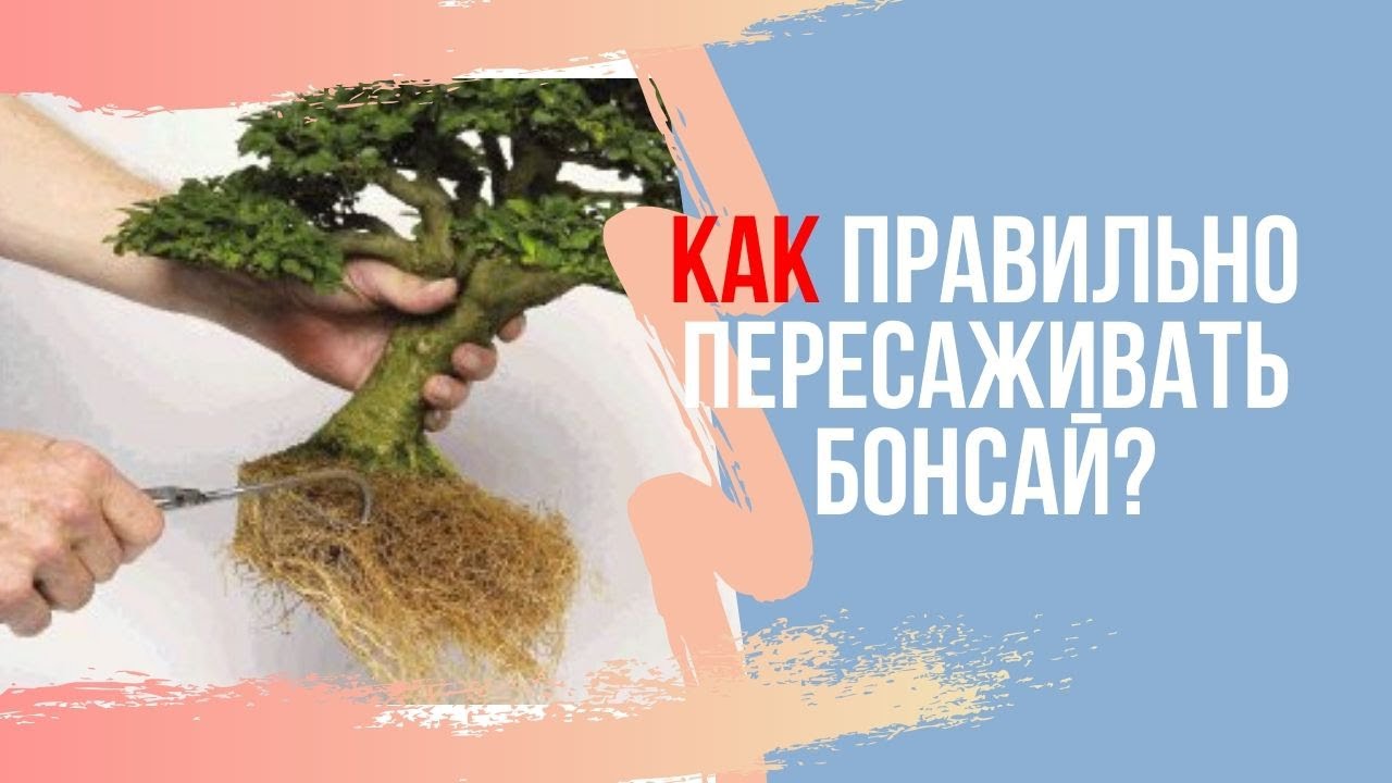 Как правильно пересаживать Бонсай? How to transplant bonsai?