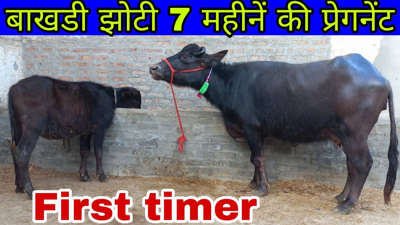बाखडी झोटी 7 महीनें की प्रेगनेंट 5 किलो दूध, नीचे कटड़ा || पहले बयात की बाखडी झोटी For Sale 