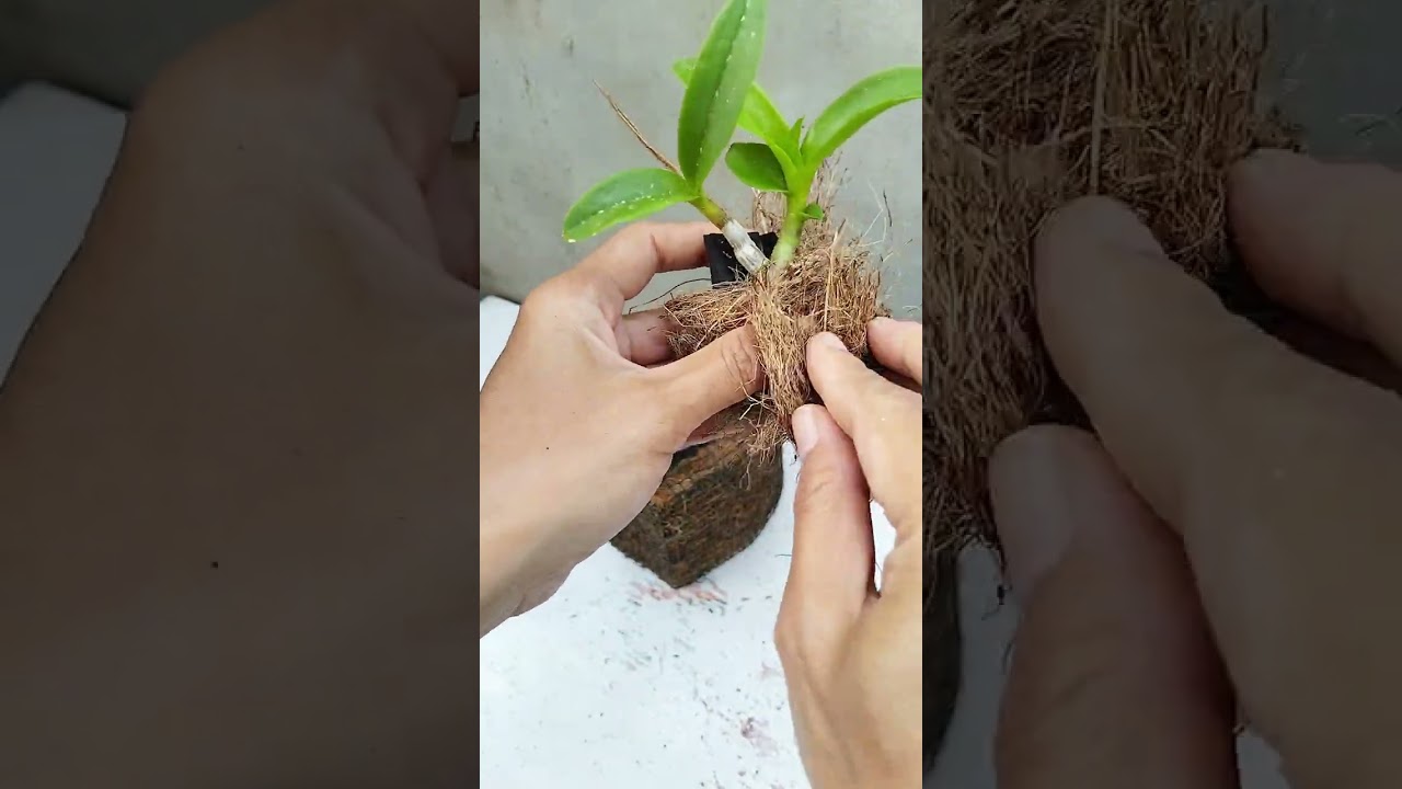 How I Plant a Dendrobium Keiki Using Coconut Husk and Charcoal