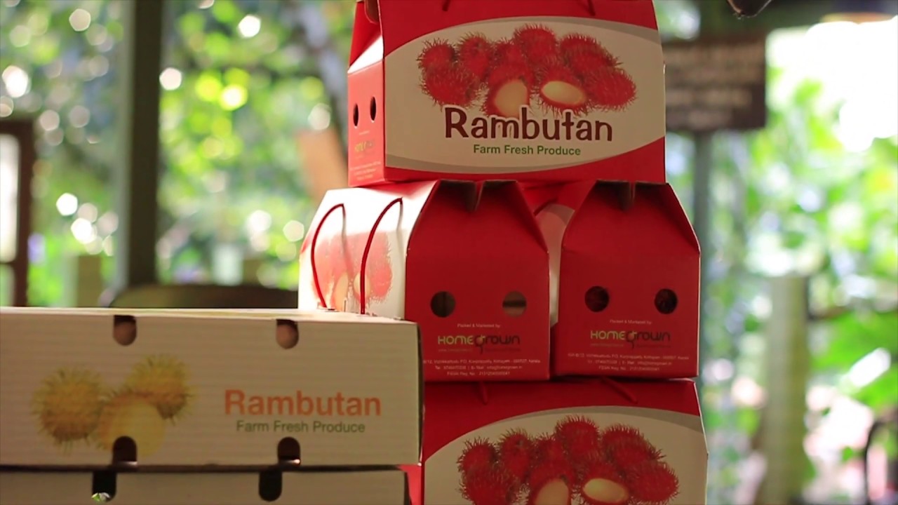 Rambutan Model Farm : Homegrown Biotech റംബുട്ടാൻ മാതൃക തോട്ടം