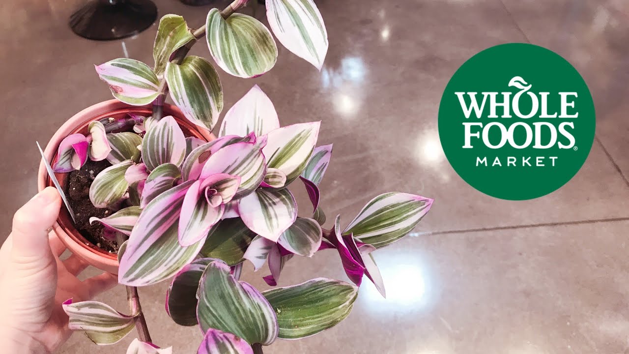 MIND BLOWING: Whole Foods Now Carries Tradescantia Nanouk, Variegated Rubber Plant, And More!