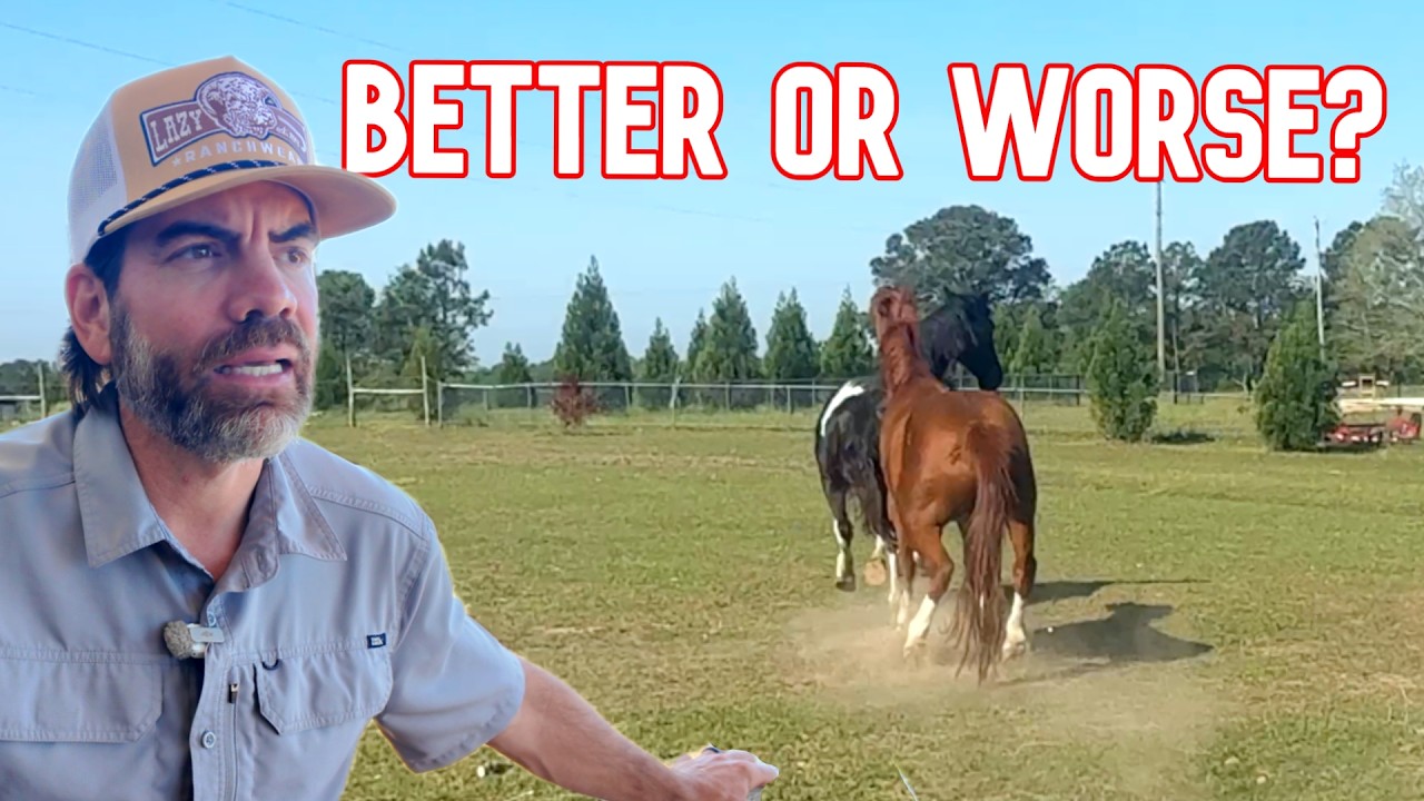 Are The Horses Surviving After The Big Change? (Plus Wait Till You See What We Did With The Gardens)