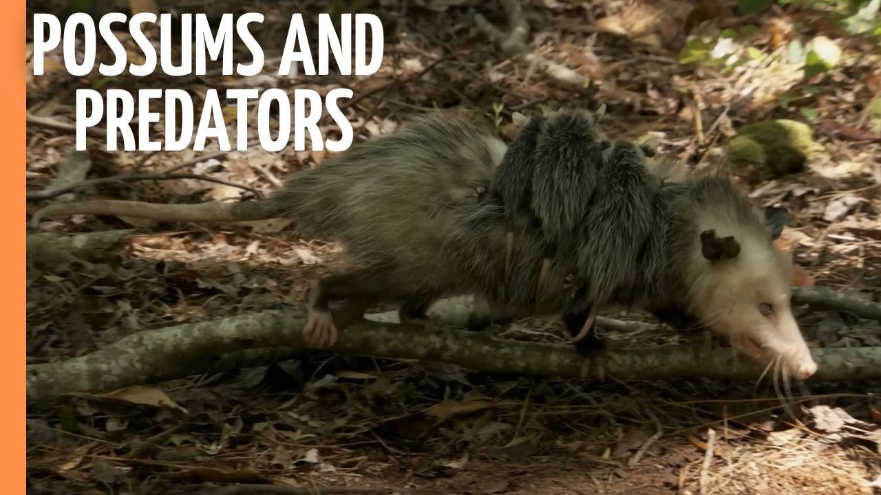 Possums and Predators of the Australian Wilderness | Full Documentary