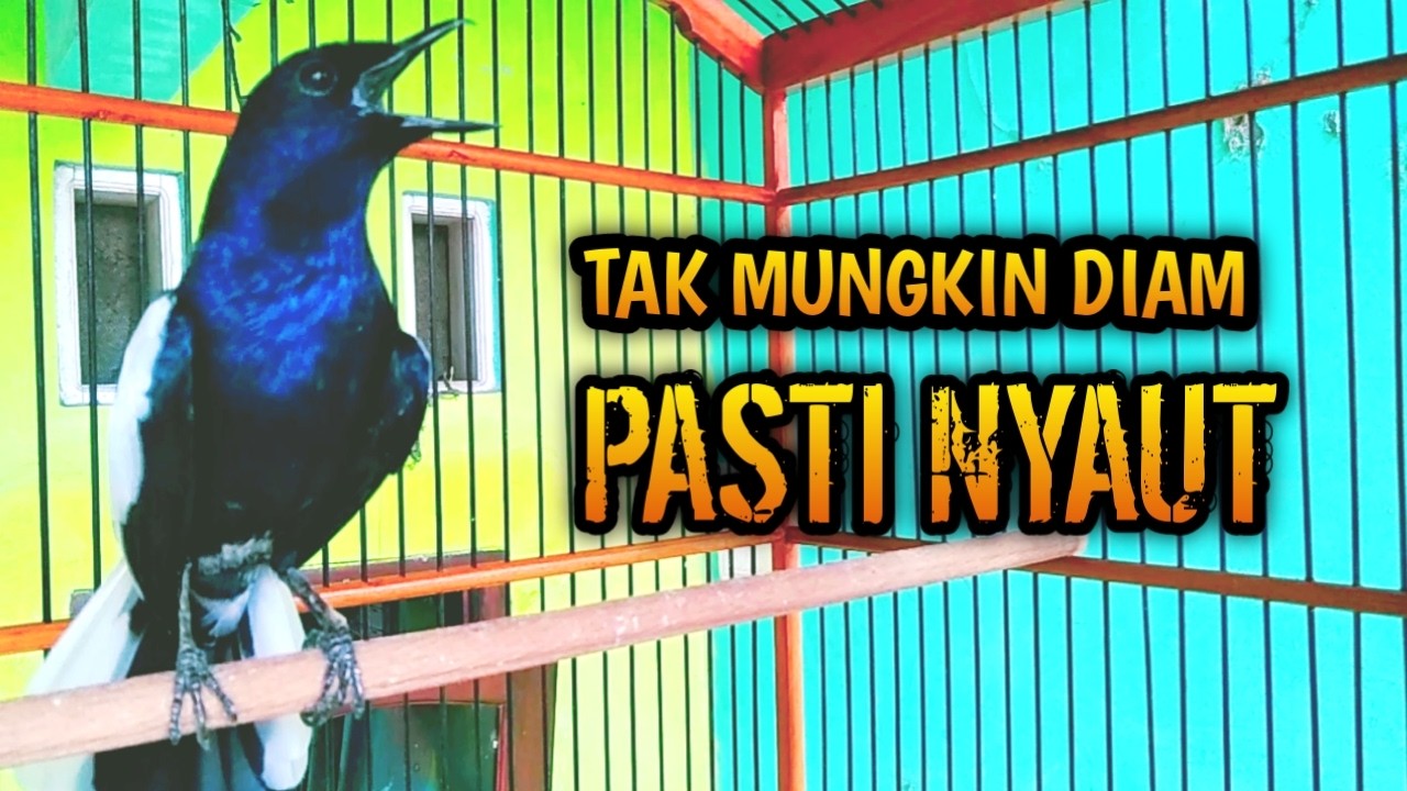 KACER LAIN TAK MUNGKIN DIAM PASTI NYAUT DENGAR INI !! PANCINGAN KACER GACOR PASTI NYAUT AMPUH.