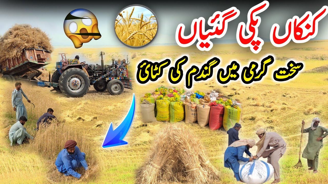 Gandam ki Kati Garmi Ma | Wheat Season 2025 | کنکاں پکی گئیاں | Siakh Azadkashmir | Daily Vlogs | 😍🌾