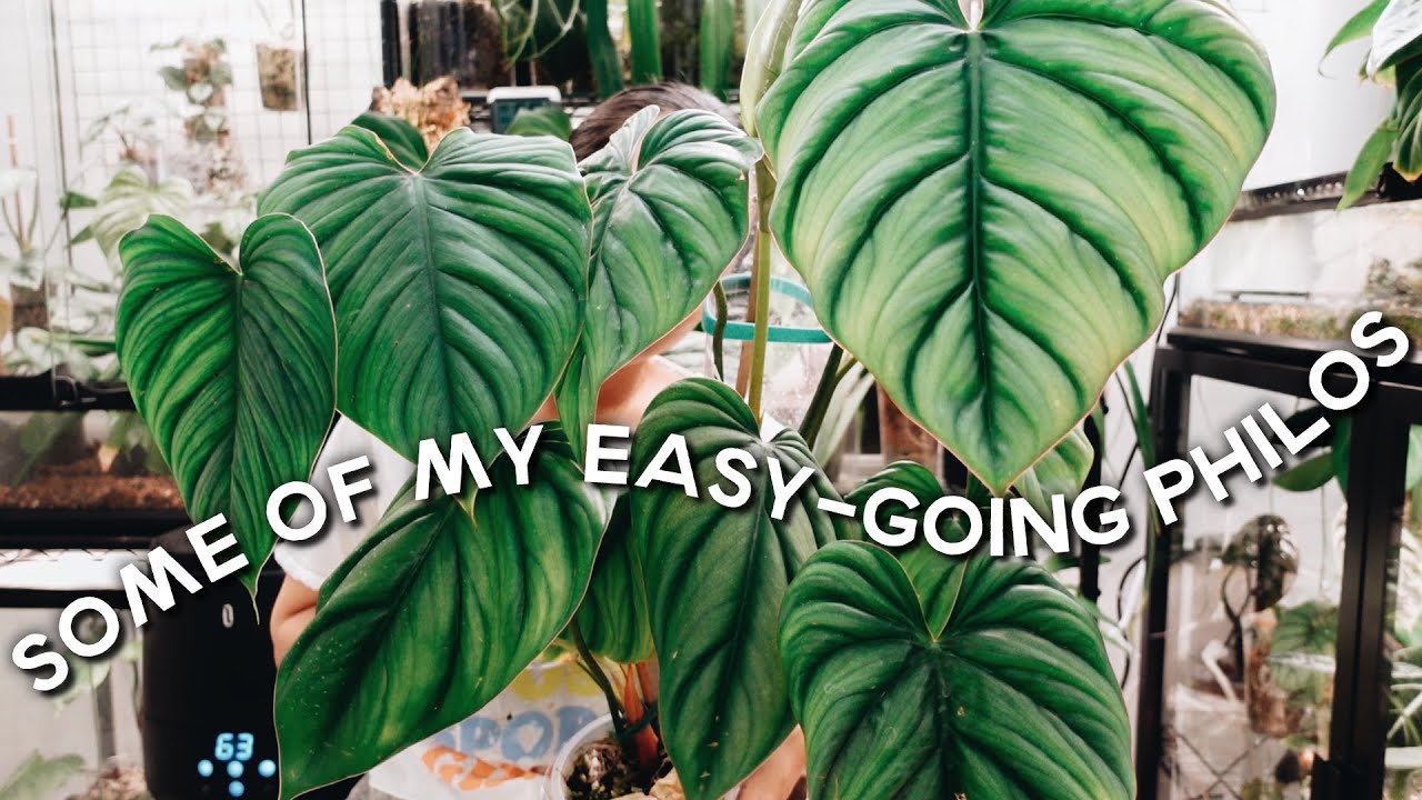 a few of my most easy going philodendrons 🥰 and how I care for them!