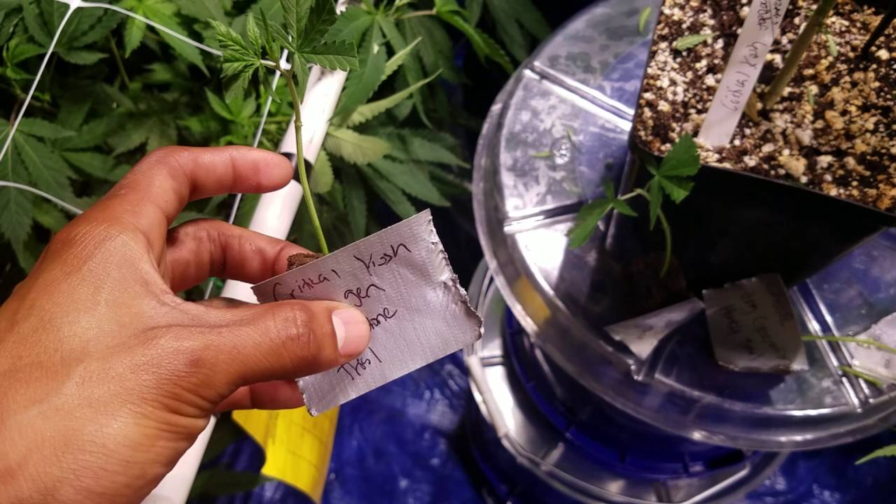 Cheese seeds and critical kush