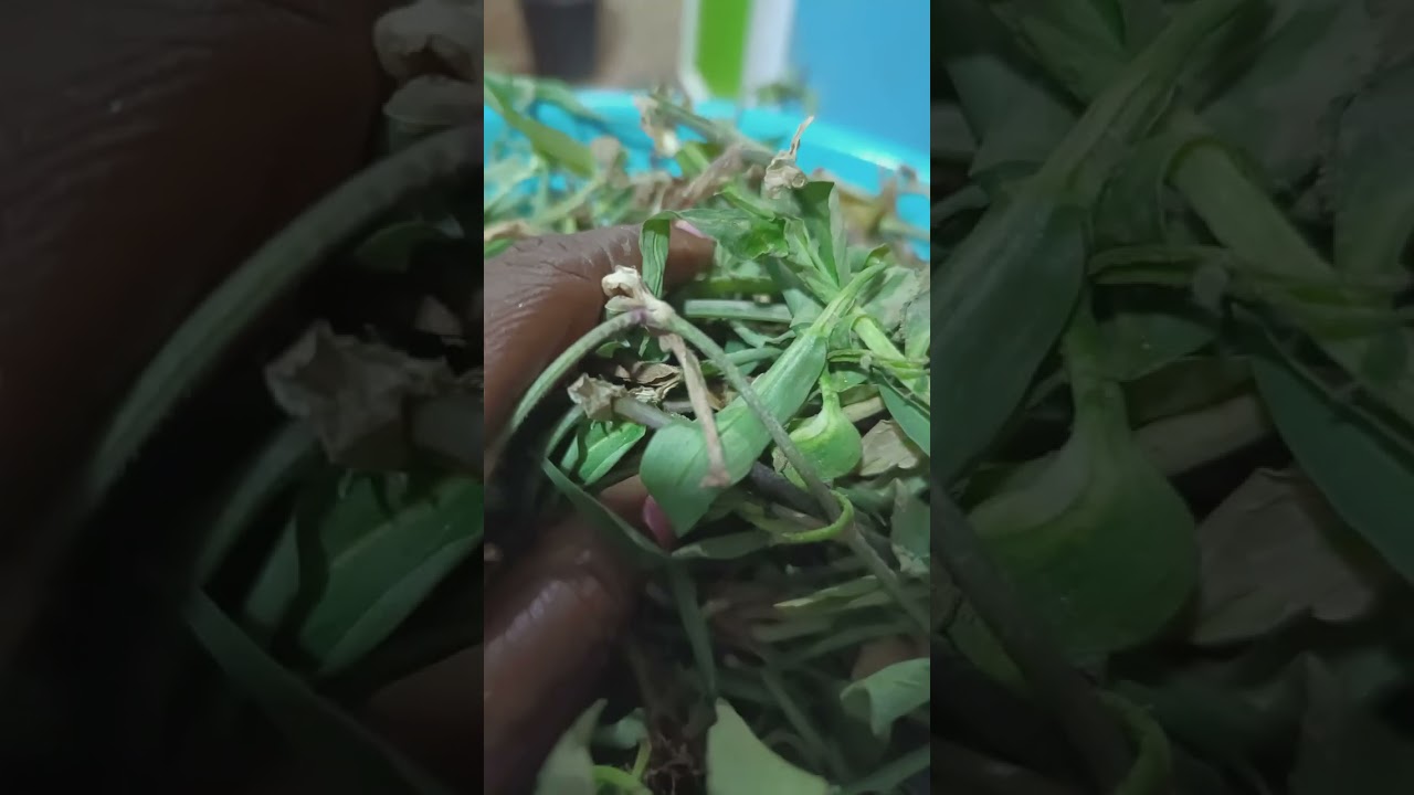 iwosan àìsàn idi yiyo ati igbe ẹjẹ