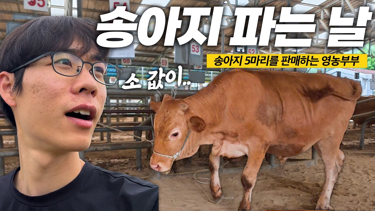 송아지 5마리는 얼마에 팔렸을까?🔥ㅣ경매시작🕹️ㅣ요즘소값시세💸ㅣ일상브이로그ㅣ완두콩먹방ㅣ시골형제ㅣ가족ㅣ농가출장ㅣ인공수정ㅣ시골생활ㅣ형제육아ㅣ우시장ㅣ축산업ㅣ한우