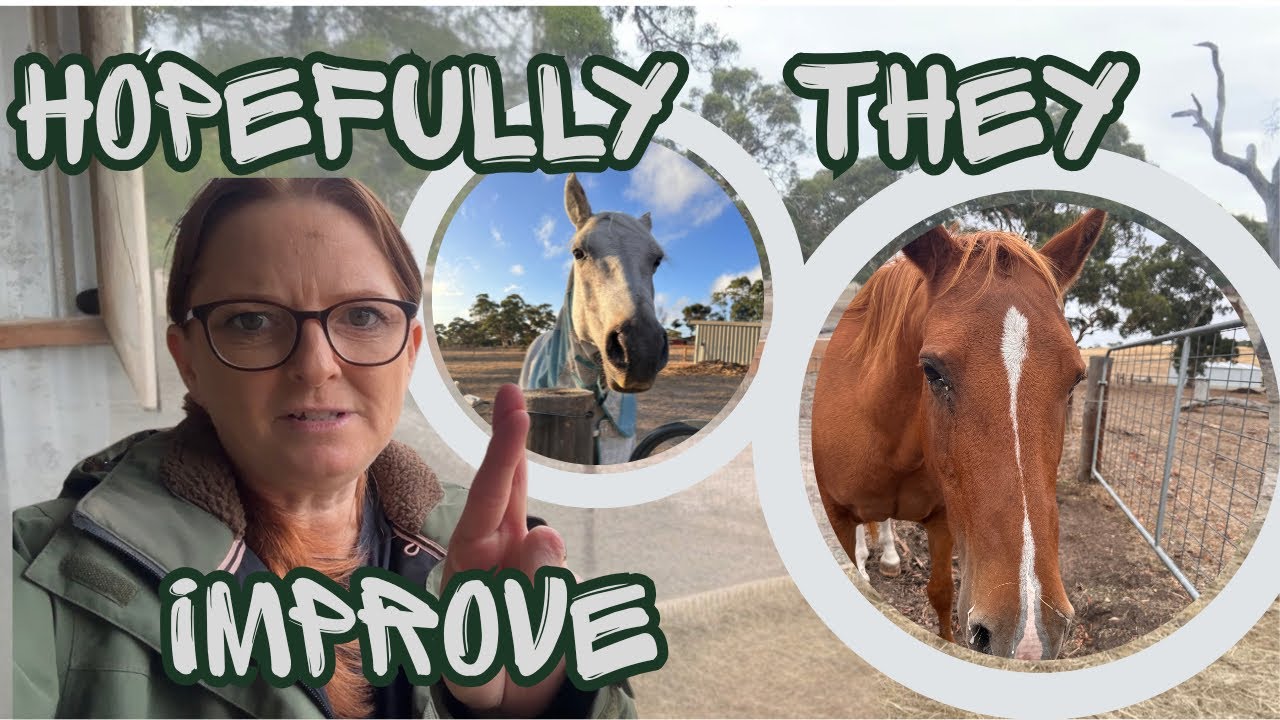 🤧The Ponies have had a cold | catch up vlog 