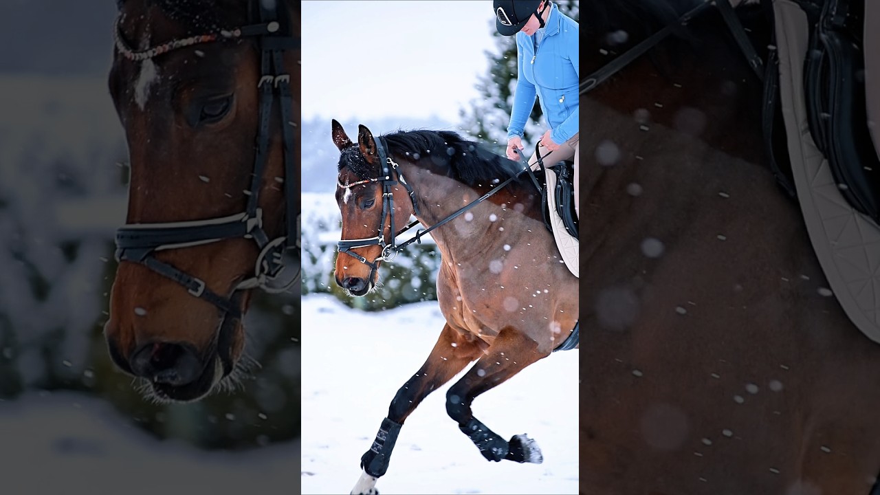 Sending off winter with one final hurrah ❄️ #equestrianlife #horselove #winterwonderland