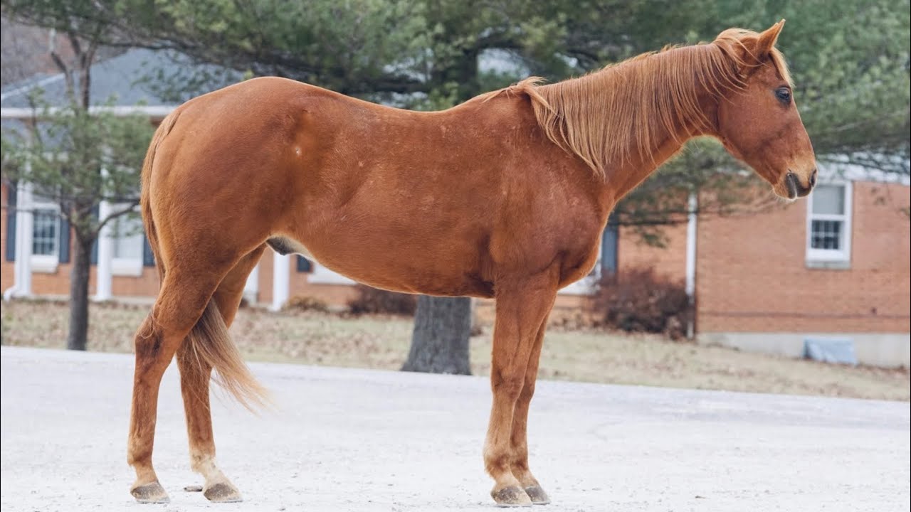 Tex