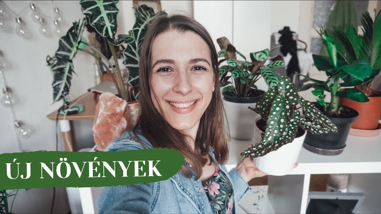 Új növények a lakásban » szobanövény haul | Herczeg Hajni