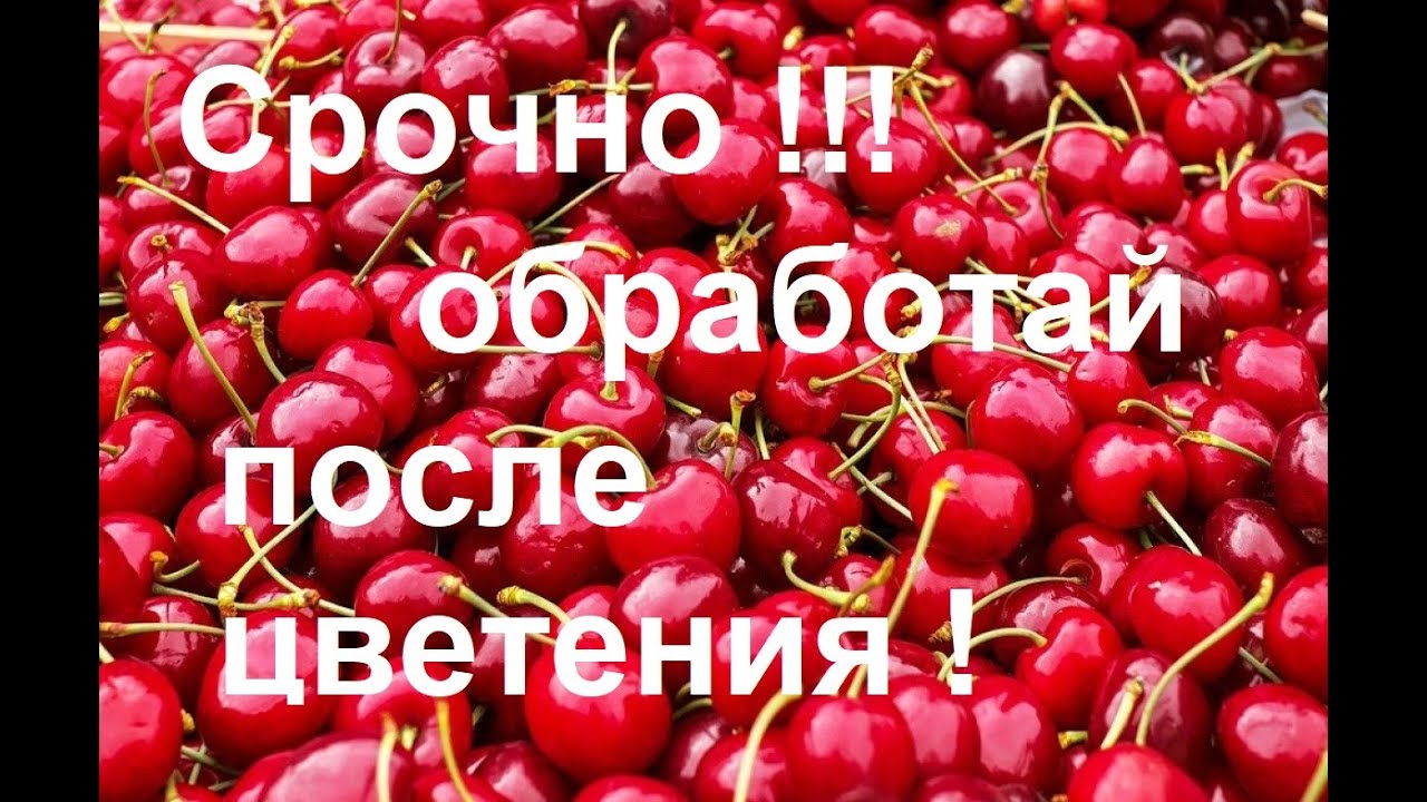 Без Вишни ! Без Черешни ! Если не обработать после цветения!