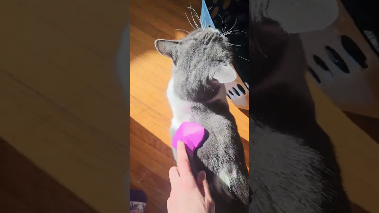 Miley and Nala and Midnight 🐈‍⬛🐈‍⬛🐈‍⬛🫶💜🦋🤗March 9th 