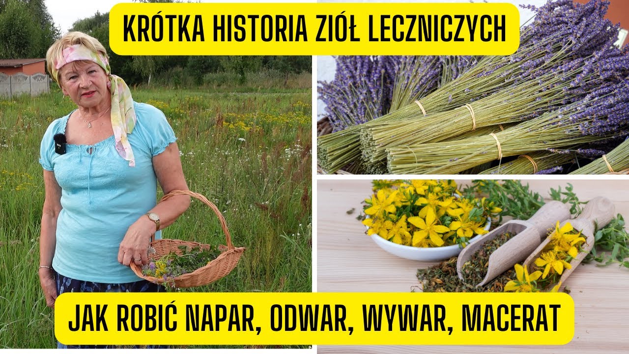 Kr&oacute;tka historia zi&oacute;ł leczniczych &ndash; Jak przygotować napar, odwar, wywar i macerat?