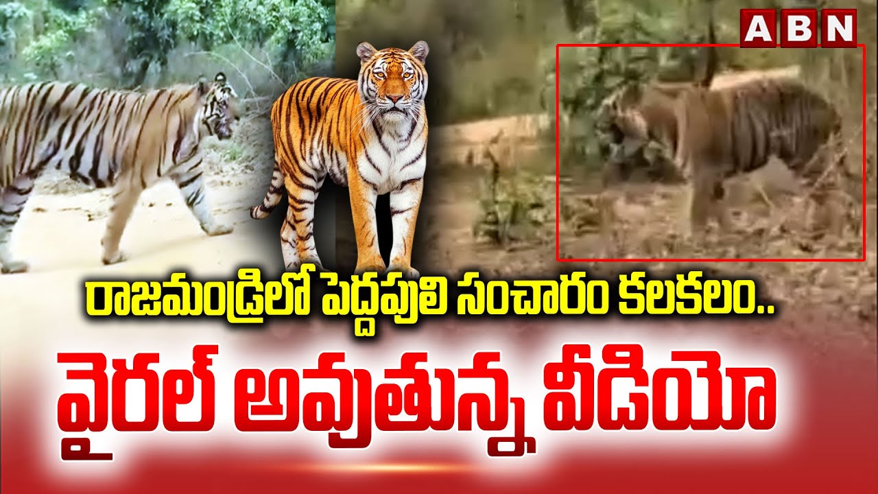రాజమండ్రిలో పెద్దపులి సంచారం కలకలం.. వైరల్ అవుతున్న వీడియో | Rajahmundry tiger news | ABN Telugu