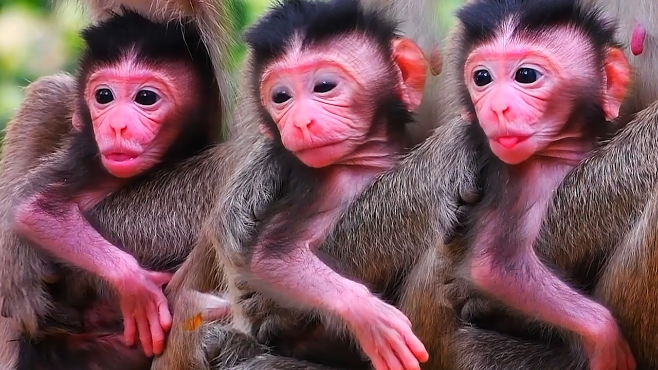 Adorable Wildlife 2026, Very Lovely Newborn Baby Monkey On Valentine's Day