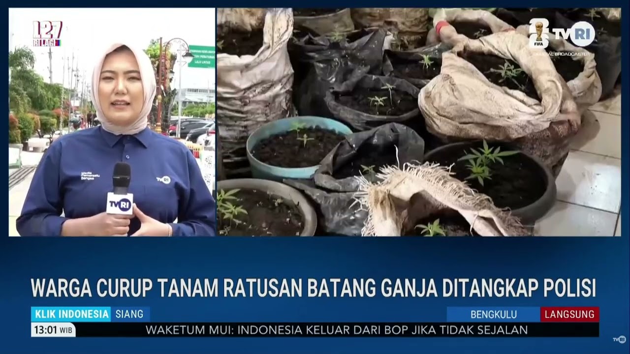 Warga Curup Tanam Ratusan Batang Ganja Ditangkap Polisi